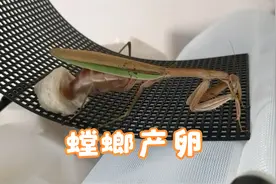 在家养螳螂，产卵全过程