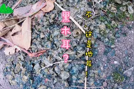 雨后的地里好多地耳，采点回去，炒鸡蛋吃