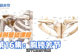 胸锁关节是上肢与躯干连接唯一关节，肩周炎与它也有关系，纯干货视频封面