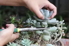 如何给多肉“砍头”？在哪个位置下刀？一看就会！视频封面