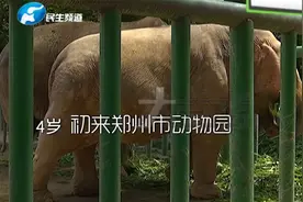 河南郑州：动物园非洲象“非非”病情持续恶化，希望奇迹出现！视频封面