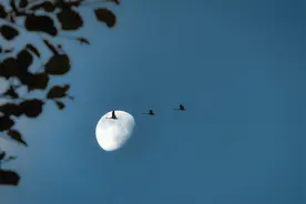 【传统】200分钟古筝琵琶合奏《三更天》,三更端正月，皎亮直瑶京视频封面