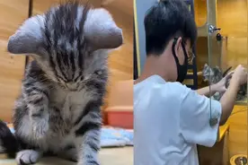 店员喂食小猫打开笼子，小可爱们争相外逃，男子疯狂操作笑翻网友