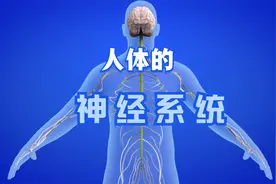 人体的神经系统@DOU+小助手视频封面