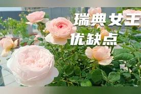月季中的颜值担当瑞典女王，仙气飘飘，直立性好，有优点也有缺点