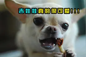 地狱恶犬吉娃娃，它其实真的很可爱视频封面