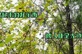 家用增压泵用在山上到底效果怎么样？养鸡场打算试试效果