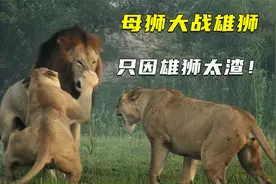 母狮大战雄狮，只因雄狮太渣！视频封面