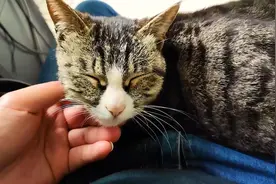 养猫一定要养“土猫”，因为土猫不掉毛