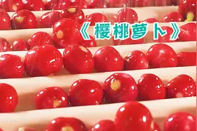 这么小的樱桃萝卜，兔子见到怕是也得摇头视频封面