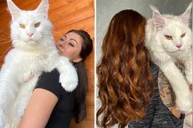 俄罗斯一只将近2岁的缅因猫体型巨大 常被误认成狗