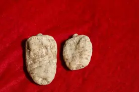 天麻是这些疾病的“克星”，这些看家本领很惊艳，很多人都忽视视频封面