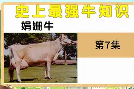 带你了解不一样的娟姗牛，奶可以制作黄油视频封面