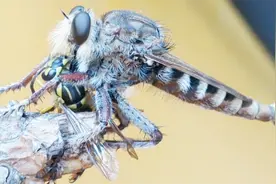 昆虫界最猛的蚊子，食虫虻所有飞行昆虫的噩梦，镜头记录全过程视频封面