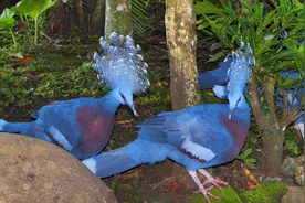 世界上最为珍稀的几种鸽子，姿态高贵美丽，看完长见识了！视频封面
