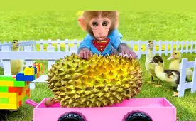 国外调皮的小猴子，欺负完小鸭子后，又爬到树上偷榴莲视频封面