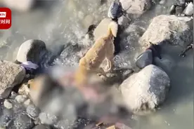 印度野狗河边啃食人类残肢 村民怀疑是未烧尽的新冠患者遗骸视频封面