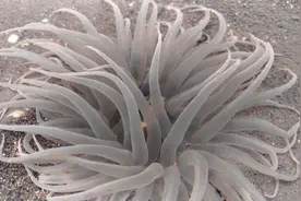 罕见大蛏王喷1米高水注，大海葵粉条一样的触须，都会喷水