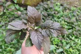 小伙在墙边发现1小片野芥菜，城里人回来就会拔回去吃视频封面