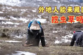 外地人可以到藏区挖虫草吗？视频封面