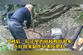 入秋以后，院子里的枯枝败叶很多，正好用来制作草木灰的肥料！视频封面