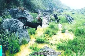 南方山区下雨天全放养黑山羊放牧，我们该做些什么，小伙来告诉你视频封面