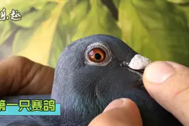 信鸽鉴赏：2只黑鸽，精品台鸽，你更看好哪一只？视频封面