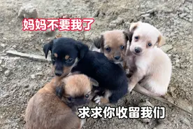 为了让小奶狗不再流浪，狗妈妈狠心抛弃5只幼崽，选择独自离开视频封面
