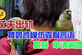 #跨国家庭#丈夫出轨被鹦鹉模仿露骨言语揭穿视频封面