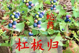 农村路边的杠板归，一种蛇都害怕的植物？这3个用途要了解视频封面