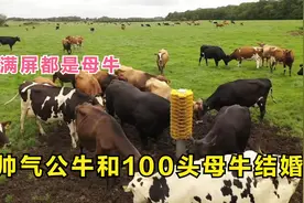 幸运公牛和100头母牛配婚，婚前先清洗脏屁股视频封面