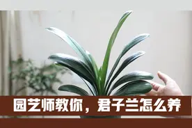 新买回家的君子兰怎么养？园艺师教你，简单实用的养护技巧视频封面