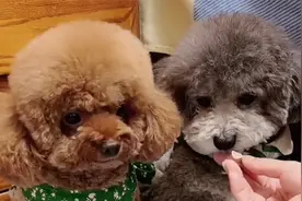 不点被灰灰咬了， 亮亮来告状！灰灰还来求情了视频封面