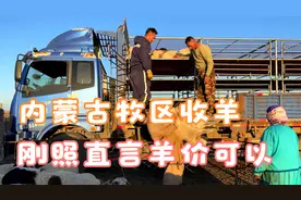 内蒙古牧区的羊怎么出售？刚照到冷库卖羊，直言今年羊价还可以！视频封面