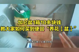 加仑盆1箱10多块？教大家如何买到便宜的养花盆视频封面