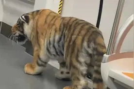 栩栩如生！济南地铁现大“老虎”，乘客：它主人还骑上去了