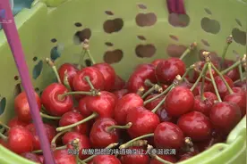 樱桃里长蛆？这种殷桃你还敢吃吗？视频封面