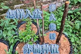 下山桩“赤楠”怎样入盆？多久能活长芽？种植方法教给大家视频封面