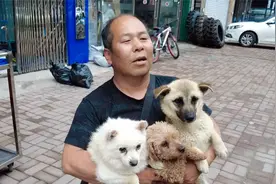 狗狗便血主动配合医生检查，有几种原因引起的，还好不是传染病视频封面