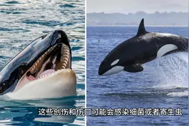 虎鲸身上为什么没有藤壶