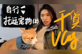 记录一下，我是如何自己把猫咪从上海带去厦门的|猫咪托运全过程