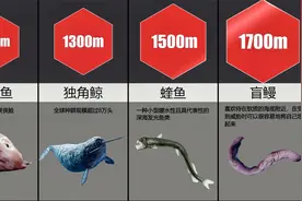 生活在海洋最深处的生物