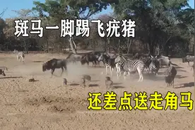 一脚半吨，斑马一脚踢飞疣猪，还差点送走角马视频封面