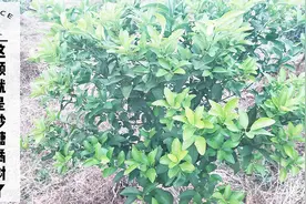 我的农村生活，这颗就是砂糖橘树了，听说需要两三年才开花结果视频封面