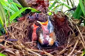 野外发现鸟窝后续：剩余的一枚卵也孵化出来了