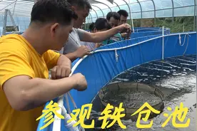 广西玉林的网友过来参观老林的养殖场，也想搞一些铁仓池来养虾视频封面