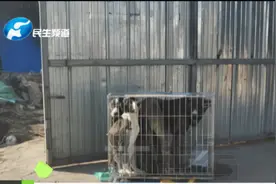网购宠物狗竟是快递发货？记者暗访，更有惊人发现！视频封面