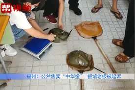 无知！男子餐馆内公然售卖保护动物中华鲎，被审查起诉后深深忏悔视频封面