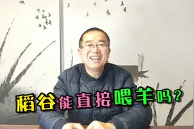 陈院长分享稻谷能不能直接喂牛羊，看完对养殖朋友们有所学习了解