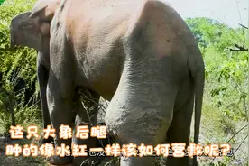 大象后腿臃肿的像水缸一样大小，营救大象的小哥们爱心满满视频封面